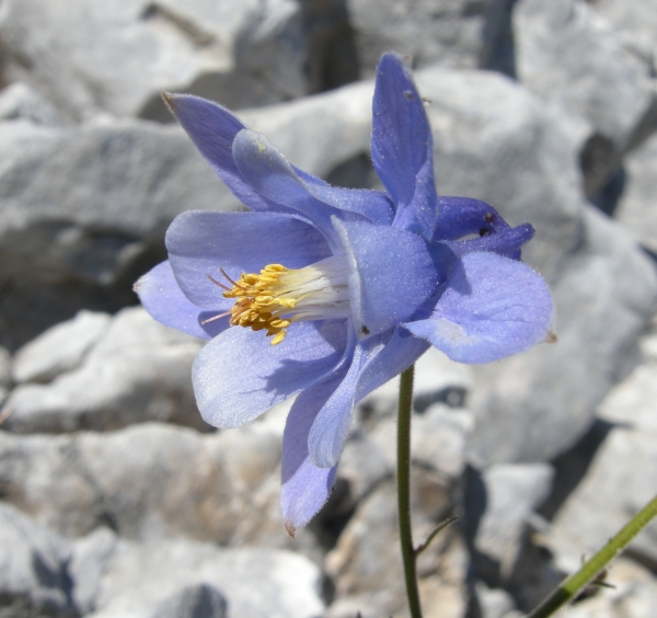 Aquilegia magellensis /  Aquilegia magellense